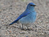 Mountain Bluebird (Sialia currucoides) - Adult male