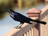 Great-tailed Grackle (Quiscalus mexicanus) - Adult male
