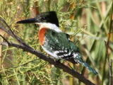 Green Kingfisher (Chloroceryle americana) - Adult male