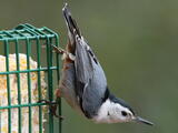 White-breasted Nuthatch (Sitta carolinensis) - Adult male