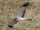 Northern Harrier - Adult male