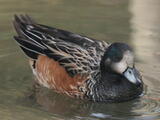 Chiloe Wigeon - Adult