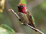Anna's Hummingbird (Calypte anna) - Adult male