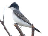 Eastern Kingbird (Tyrannus tyrannus) - Adult