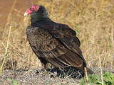 Turkey Vulture (Cathartes aura) - Adult