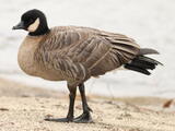 Cackling Goose (Branta hutchinsii) - Adult