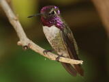 Costa's Hummingbird (Calypte costae) - Adult male