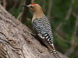 Gila Woodpecker (Melanerpes uropygialis) - Adult male