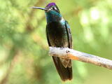 Rivoli's Hummingbird - Adult male
