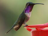 Lucifer Hummingbird - Adult male