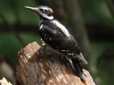 Hairy Woodpecker (Dryobates villosus) - Adult male