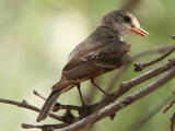 Greater Pewee - Adult