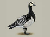 Barnacle Goose - Adult