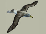 Gray-headed Albatross (Thalassarche chrysostoma) - Adult male