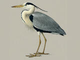 Gray Heron - Adult