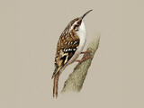 Short-toed Treecreeper - Adult