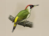 Woodpeckers (genus) - Adult male