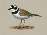 Little Ringed Plover - Breeding adult