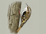 Eurasian Treecreeper - Adult