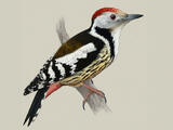Woodpeckers (genus) - Adult male
