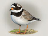 Common Ringed Plover - Breeding adult