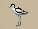 Pied Avocet - Adult