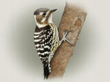 Woodpeckers (genus) - Adult