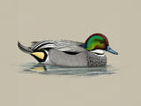 Falcated Duck - Breeding male