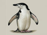 Chinstrap Penguin (Pygoscelis antarcticus) - Adult