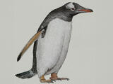 Gentoo Penguin (Pygoscelis papua) - Adult