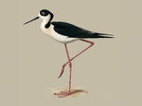Black-winged Stilt - Adult