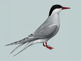 Antarctic Tern - Breeding adult