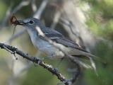 Plumbeous Vireo - Adult