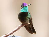 Magnificent Hummingbirds (genus) - Adult male