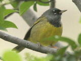 Yellowthroats (genus) - Adult male