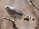Gray Hawk - Adult