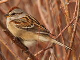 New World Sparrows (family) - Adult