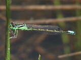 Western Forktail - Adult