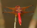 Cardinal Meadowhawk - Adult