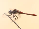 Blue-faced Meadowhawk - Adult