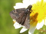 Funereal Duskywing - Adult