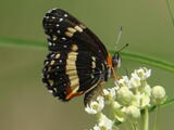 Bordered Patch - Adult