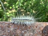 Hyphantria (genus) - Caterpillar