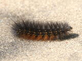 Estigmene (genus) - Caterpillar