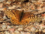 Euptoieta (genus) - Adult