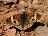 Junonia (genus) - Adult
