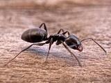 Pine Tree Ant - Adult