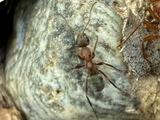 Velvety Tree Ant - Adult