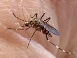 Western Treehole Mosquito - Adult