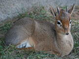 Dik-diks (genus) - Adult